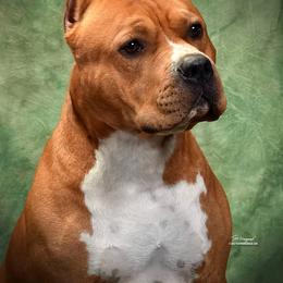 Diesel - American Staffordshire Terrier