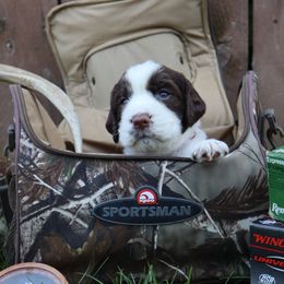 English Springer Spaniel Puppies from White Pine Springer Spaniels