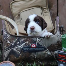 English Springer Spaniel Puppies from White Pine Springer Spaniels