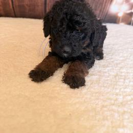 Liberty - Phantom female Goldendoodle puppy in Luana, Iowa from Country View Bernedoodles and Goldendoodles