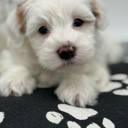 Adrian - Red male Havanese puppy in Wappapello, Missouri from Titanium Havanese LLC