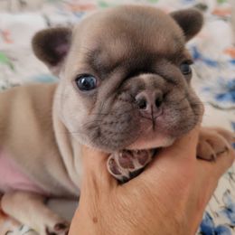 French Bulldogs and Pomeranians from Poms Of Kolour