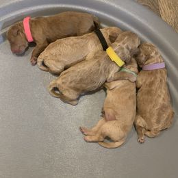 Goldendoodle Puppies from Missoula Family Goldendoodles