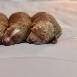 Cockapoo puppies from River Falls Cockapoos