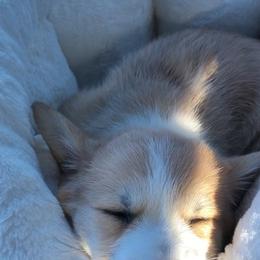 Pembroke Welsh Corgi Puppies from Wind Mountain Corgis
