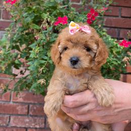 Blondie - Apricot female Goldendoodle puppy in Little Rock, Arkansas from Adorable Mini Doodles LLC