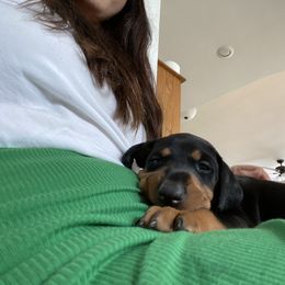 Doberman Pinscher and French Bulldog Puppies from Haus of Hound