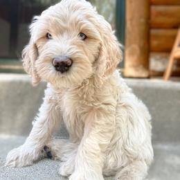 Goldendoodle Puppies from Lundee Doodles