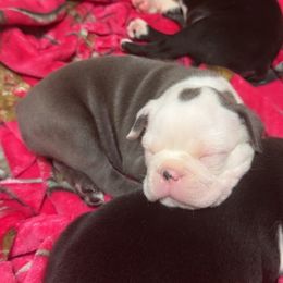 Boston Terrier puppies from Candi's Boston Terriers