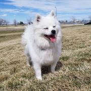 Cece - American Eskimo Dog