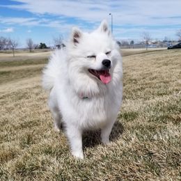 Cece - American Eskimo Dog