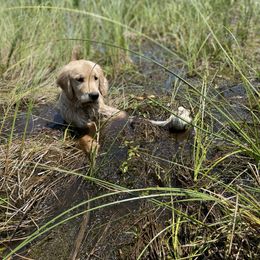 Golden Retriever Puppies from Ruff Life Goldens