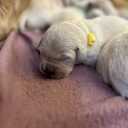 Golden Retriever and Labrador Retriever Puppies from Storm Chasers Retrievers