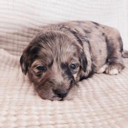 Female 4 - Merle female Goldendoodle puppy in Mohnton, Pennsylvania from Stony Meadow Puppies