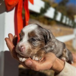 Prairie - Merle female Bernedoodle puppy in Thatcher, New Mexico from Brush Fire Doodles