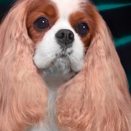 Shih Tzus from Maldiz shih tzu