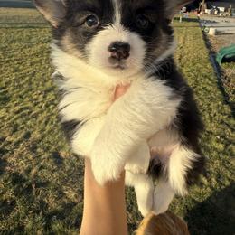 Black - Black and tan female Pembroke Welsh Corgi puppy in Eltopia, Washington from PNW Pup Co.