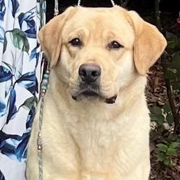 Tira - Yellow female Labrador Retriever puppy in Hawarden, Iowa from Sioux River Retrievers