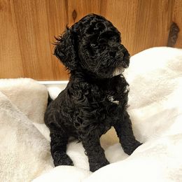 Poodle Puppies from Pure Parti Poodles