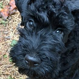 Miss Ready - beautiful show quality girl for companion - Blue and black female Kerry Blue Terrier puppy in Gainesville, Virginia from Cross the Rubicon KBT & Trebol SCWT