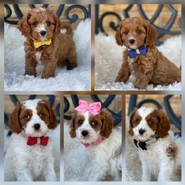 Cavapoo and Poodle Puppies from Browns Babies