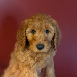 Tiramisu (Purple collar) - Apricot female Goldendoodle puppy in Seattle, Washington from Dream Lake Doodles