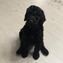 Colby - AKC Limited - Black male Poodle puppy in Haines City, Florida from Noelle Poodles
