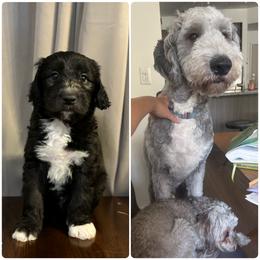 Assorted Doodle Crosses and Newfypoo All Grown Up from Arizona Doodle Trails