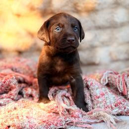 Quail - Chocolate female Labrador Retriever puppy in Sweet Home, Oregon from Knotty Creek Labradors