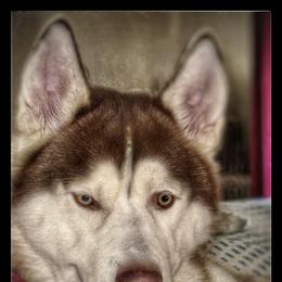 Siberian Husky All Grown Up from Dennis Kirkpatrick