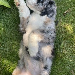 Bernedoodle Puppies from Lovey Dovey Bernedoodles