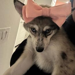 Nala - Pomsky