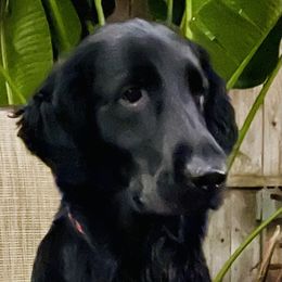 Gigi - Flat-Coated Retriever