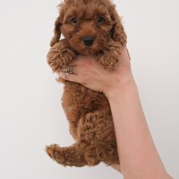 Australian Labradoodle Puppies from New England Labradoodles