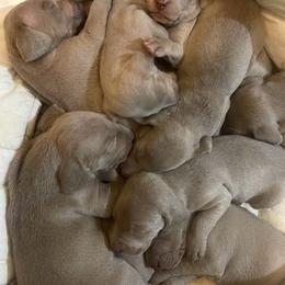 Sadie - Silver gray female Weimaraner puppy in Taylorsville, Mississippi from Southern Magnolia Weimaraners