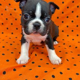 Victor - Black and white male Boston Terrier puppy in Fillmore, Illinois from Wind Hill Puppies
