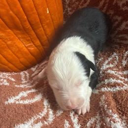 Frank Felipe - Black and white male Border Collie puppy in Mckinney, Texas from Border Collies of Ruidoso