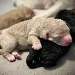 Birch - Cream male Goldendoodle puppy in Kansas City, Missouri from Beary GoldenDoodles
