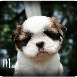Mango - Sable and white male Shih Tzu puppy in Warren, Michigan from Danielle's Yorkie Babies