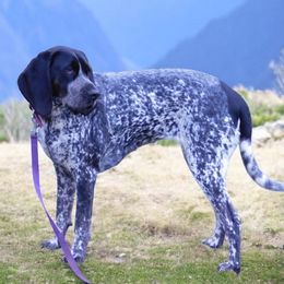 Onyx - Bluetick Coonhound