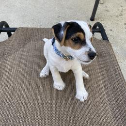 Jack Russell Terrier Puppies from Fair Dinkum Jack Russell Terriers