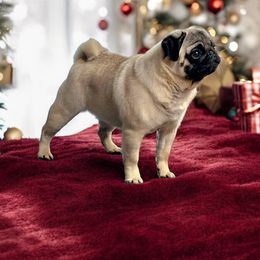 Jovanna - Pug