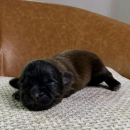 Girl 1 - Chocolate female Shih Tzu puppy in Groveland, Florida from Jenny's Shih Tzus