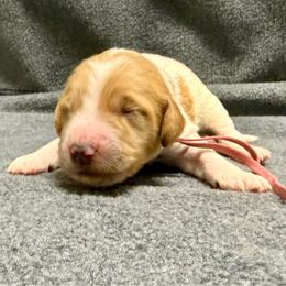 Mauve - Parti female Goldendoodle puppy in Celina, Texas from Kennedy Doodles