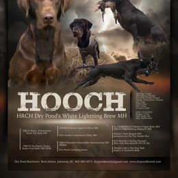 Labrador Retriever Puppies from Dry Pond Retrievers, LLC