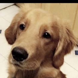 Golden Retriever All Grown Up from Nelsons Goldens