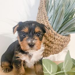 Yorkshire Terrier Puppies from Elaine’s Pup Co.