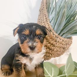 Yorkshire Terrier Puppies from Elaine’s Pup Co.