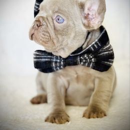 New Shade Isabella Tan - Tricolors male French Bulldog puppy in Harmony, North Carolina from Schuster Haus