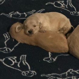 Golden Retriever Puppies from ERSA Acres Golden Retrievers...limited registration only offered